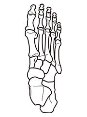 足の骨のイラスト